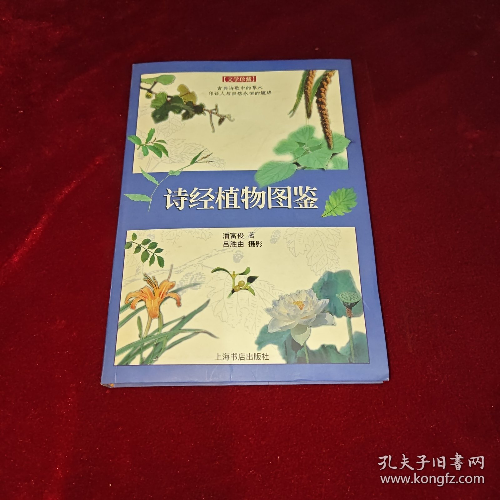 诗经植物图鉴