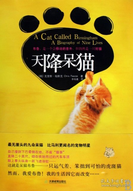 天降呆猫