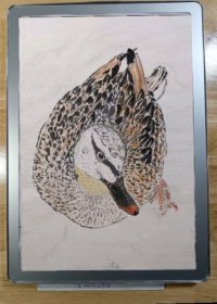 野鸭1