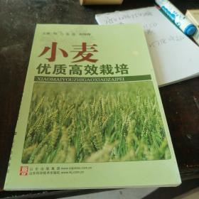 小麦优质高效栽培—社会主义新农村建设文库