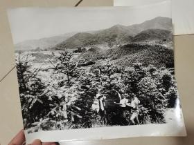 大幅黑白老照片：建设和发展中的江西老区（20张全）