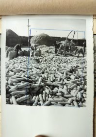 1963年新华社山西站摄影记者花皚拍摄 山西省太谷县候城人民公社’ 山西省秋季作物丰收在望‘ 文稿4页，黑白照片2张