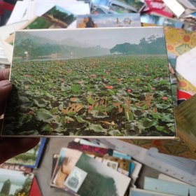 明信片 西湖诗景 九张