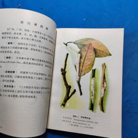 柑桔病虫图册