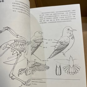 怎样画鸟