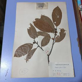 【A147】八十年代中国科学院南京植物研究所植物标本，8开大小，有植物名、产地、采集人、鉴定人，采集日期，鉴定日期等详细标