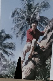 彩色照片（树）