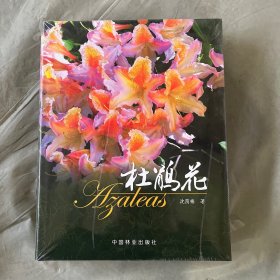 杜鹃花