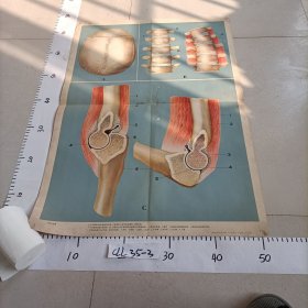 人体解剖生理教学挂图 骨骼肌肉系统 骨的连接