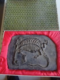 贵州龙化石22cm*15cm