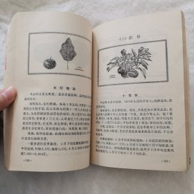 北京市主要蔬菜品种介绍