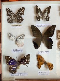 蝴蝶标本相框挂饰