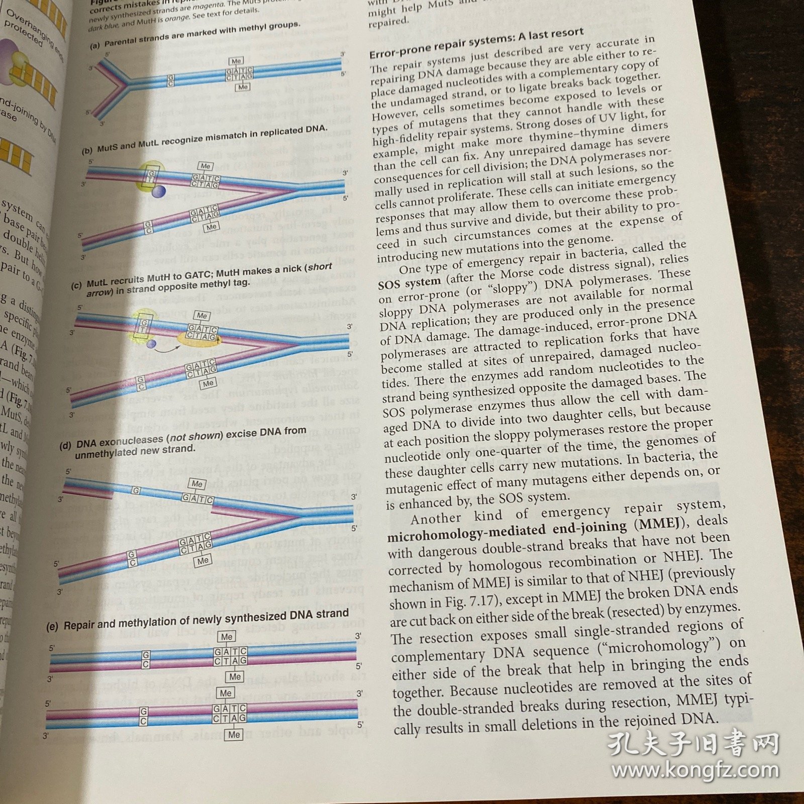 genetics from genes to genomes