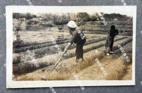 民国时期 中国农家之锄地情形 银盐老照片一枚