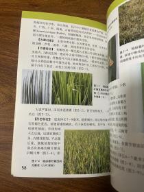 水稻病虫害诊断与防治原色图谱