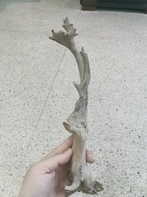 太行陈化崖柏红骨白粉料小树