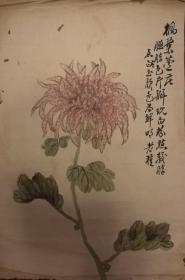 清代民国花鸟画菊花小品