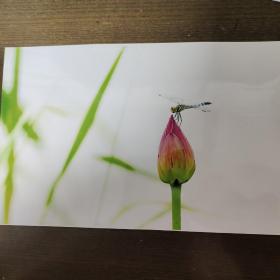 著名摄影家： 陈科 拍摄创作照：《荷》