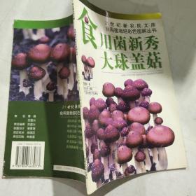 食用菌新秀——大球盖菇