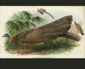 1884年石印版画东南亚猎鸟大鹮