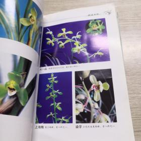 植兰手记
