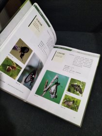 仙居国家公园蝴蝶
