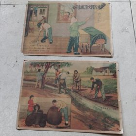60年代防四害宣传画两张