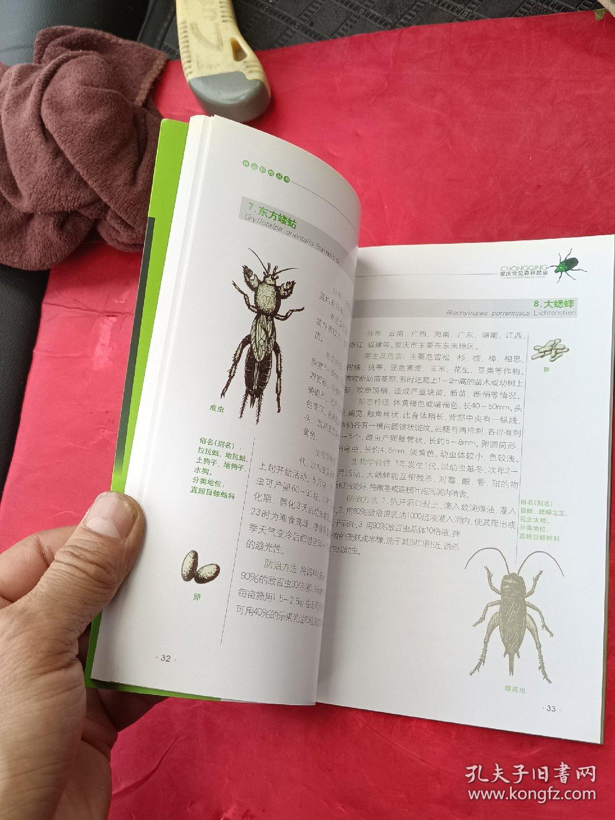 林业料普丛书重庆常见森林昆虫