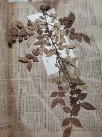 植物标本，无标本台纸.2150528-56