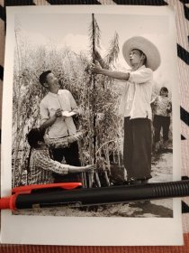 1973年照片，四川省什邡县云溪公社第一大队第一生产科研小组成员对油菜品种进行田间鉴定