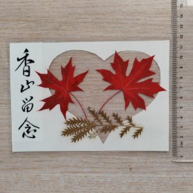 香山留念树叶标本4张合售（压膜）
