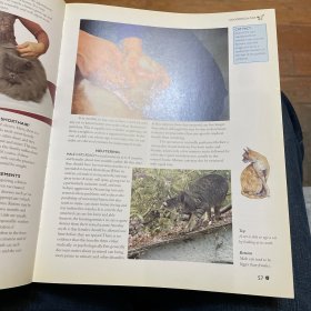The Encyclopedia of the Cat