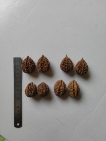 4对东北野生秋子不同品种小核桃