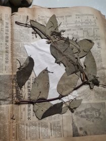 植物标本，无标本台纸.2150528-87