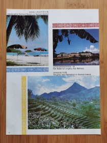 海南岛通什茶园.海南岛国营岭头茶厂.英德红茶广告！茶叶资料！海南资料！单页双面广告画.宣传画.广告页.广告纸！