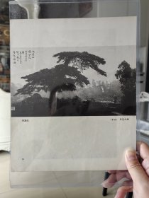 摄影大师陈复礼《凤凰松》摄影作品画页1979年出版印刷