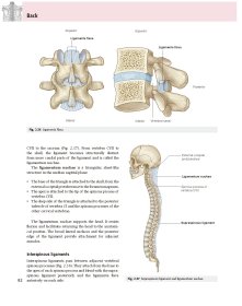 Gray’s Anatomy for Student