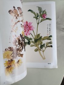 触类旁通 菊花 大丽花