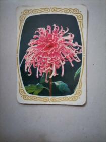 1978年《菊花》年历卡一张