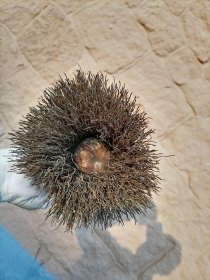 织布刷子 织布工具 老工具 民俗老物件