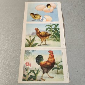 小学课本语文第六册教学图片 鸡