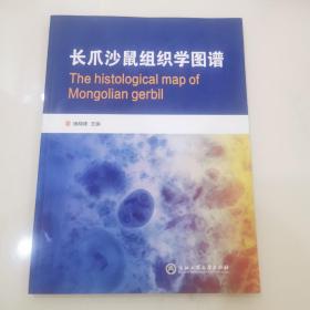 长爪沙鼠组织学图谱