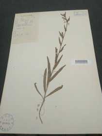 杭州植物园兔儿草标本，1960年在杭州植物园采集（39*26.5cm）复旦大学生物系植物标本室 标12