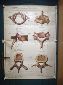人体解剖挂图：Ⅰ―4  各部椎骨的形态