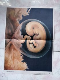 哺乳动物胚胎和胎盘的关系