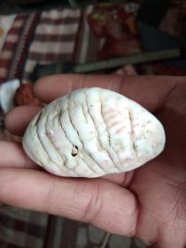 石化贝壳