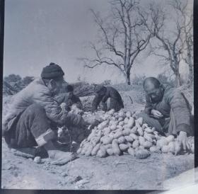 1965年底片一张～老农拾掇收获的马铃薯