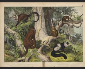 1875年德国彩色石印版画舒伯特自然史灵长类
