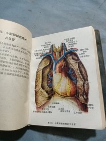 天津医学院人体解剖图一厚本。
