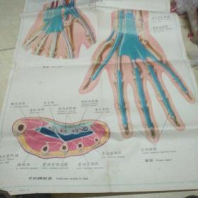 人体解剖挂图 局部解剖Ix一30 手的腱滑膜鞘和筋膜间隙